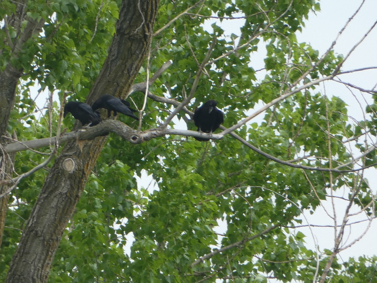 Common Raven - Marieta Manolova