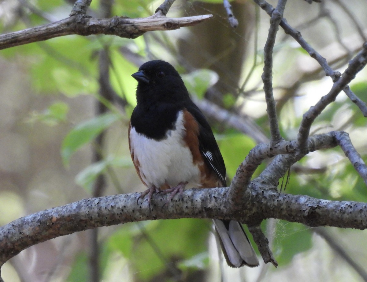 Eastern Towhee - ML619510811