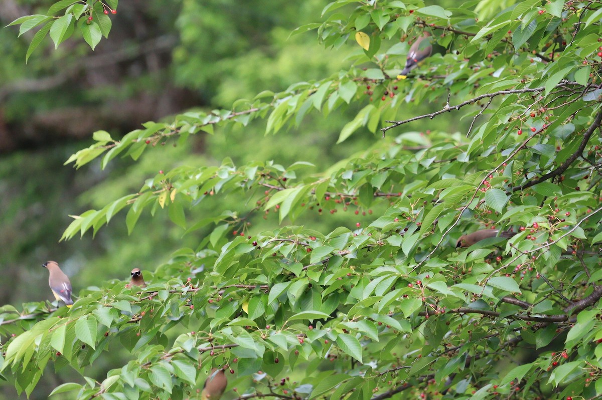 Cedar Waxwing - Pete Shen