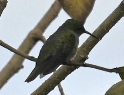Scaly-breasted Hummingbird - Nancy Blaze