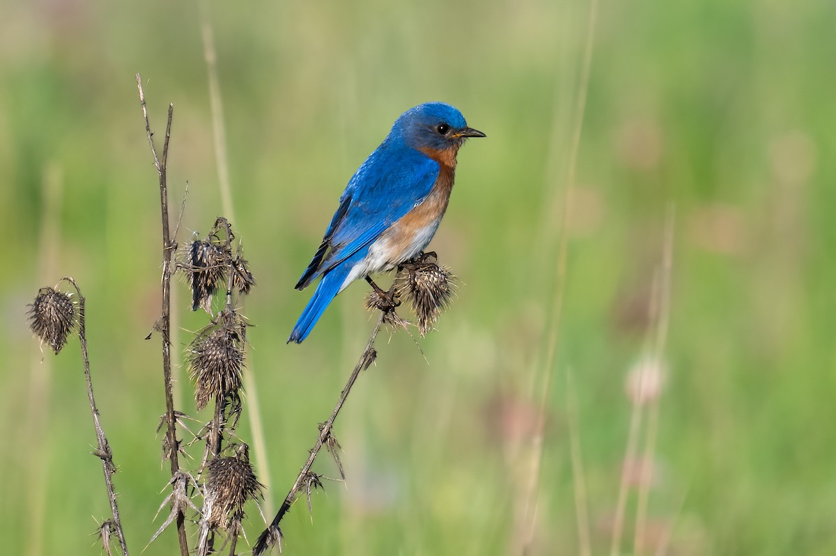 Eastern Bluebird - Rob  Henderson