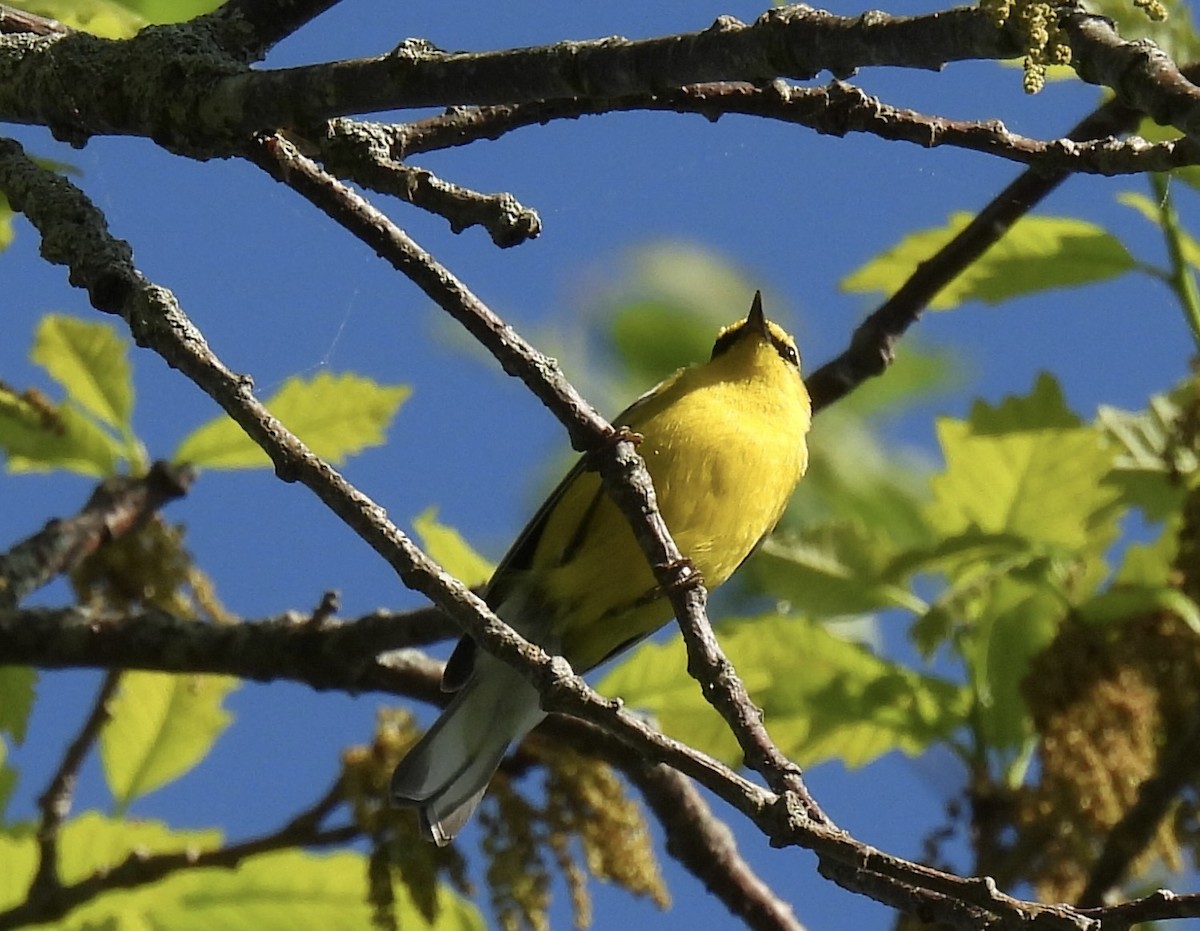 Blue-winged Warbler - ML619510825