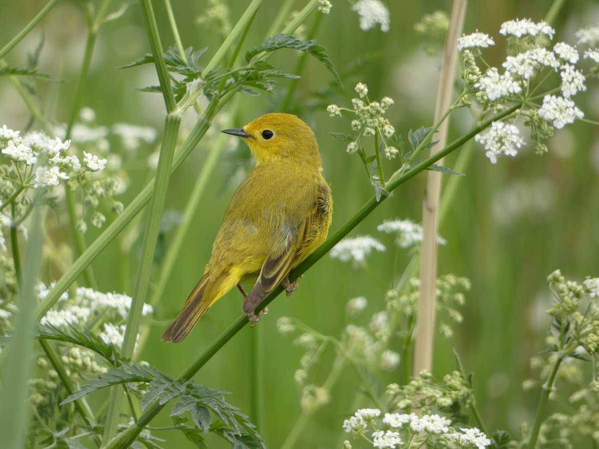 Yellow Warbler - Marieta Manolova