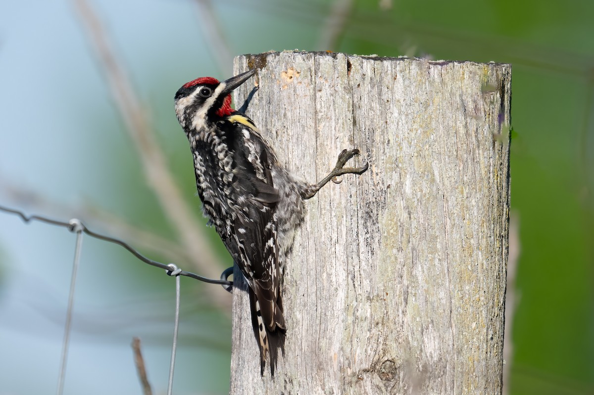 Yellow-bellied Sapsucker - Rob  Henderson