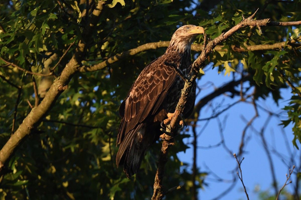 Bald Eagle - ML619510829