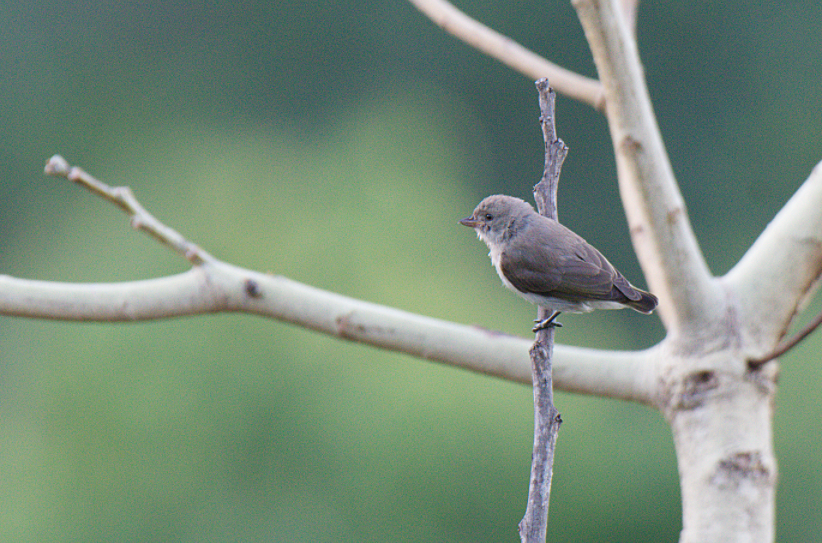 Thick-billed Flowerpecker - Fareed Mohmed