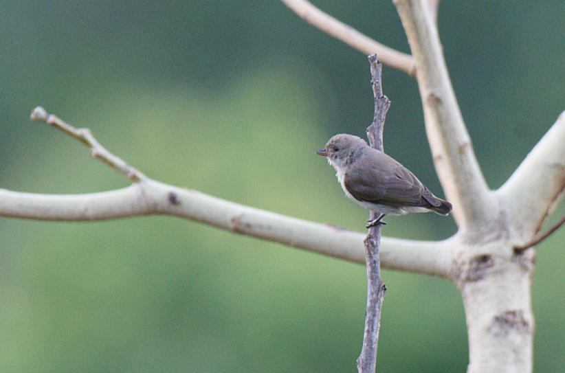 Thick-billed Flowerpecker - ML619510834