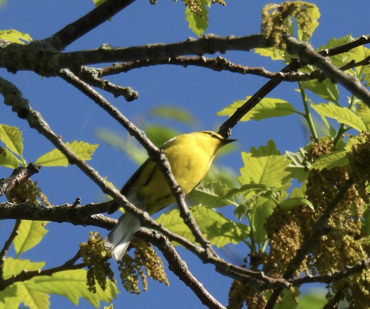 Blue-winged Warbler - Sally Avery