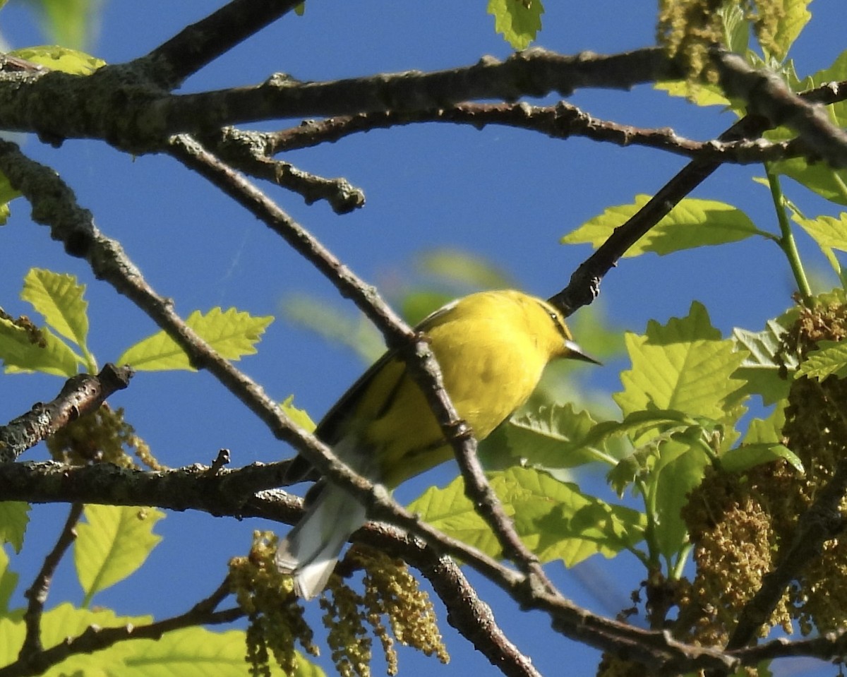 Blue-winged Warbler - Sally Avery