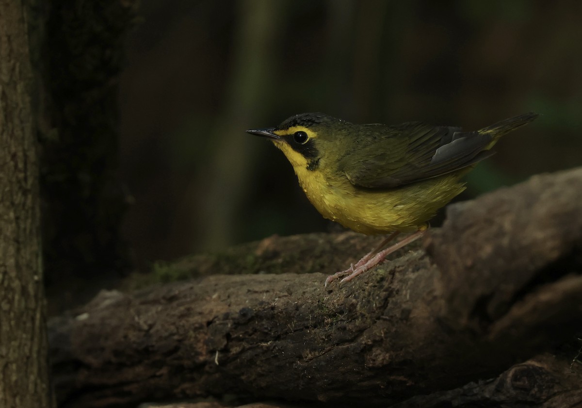 Kentucky Warbler - Grace Simms  🐦‍⬛