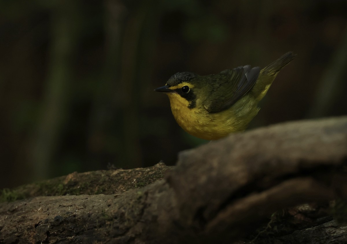 Kentucky Warbler - Grace Simms  🐦‍⬛