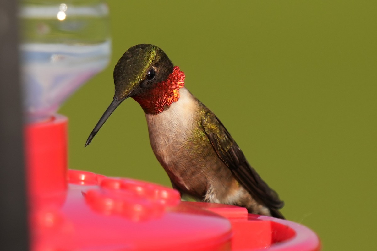 Ruby-throated Hummingbird - Daniel Truax