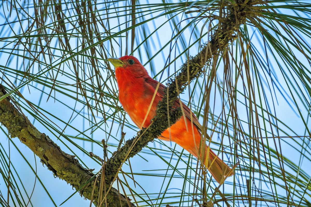 Summer Tanager - Richard Pockat