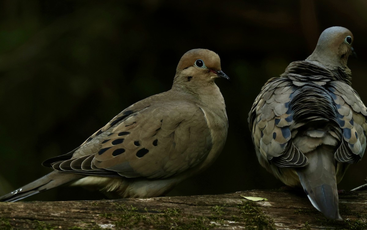 Mourning Dove - Grace Simms  🐦‍⬛