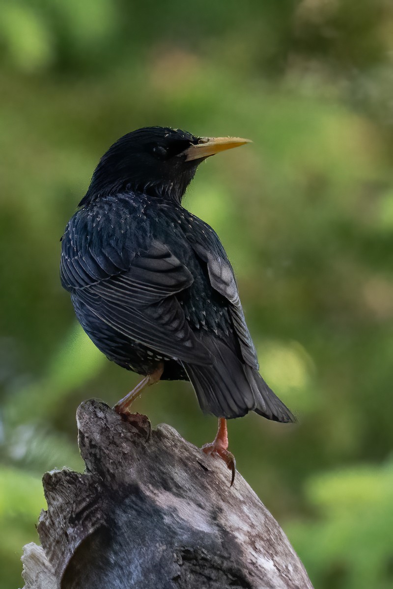 European Starling - Rob  Henderson