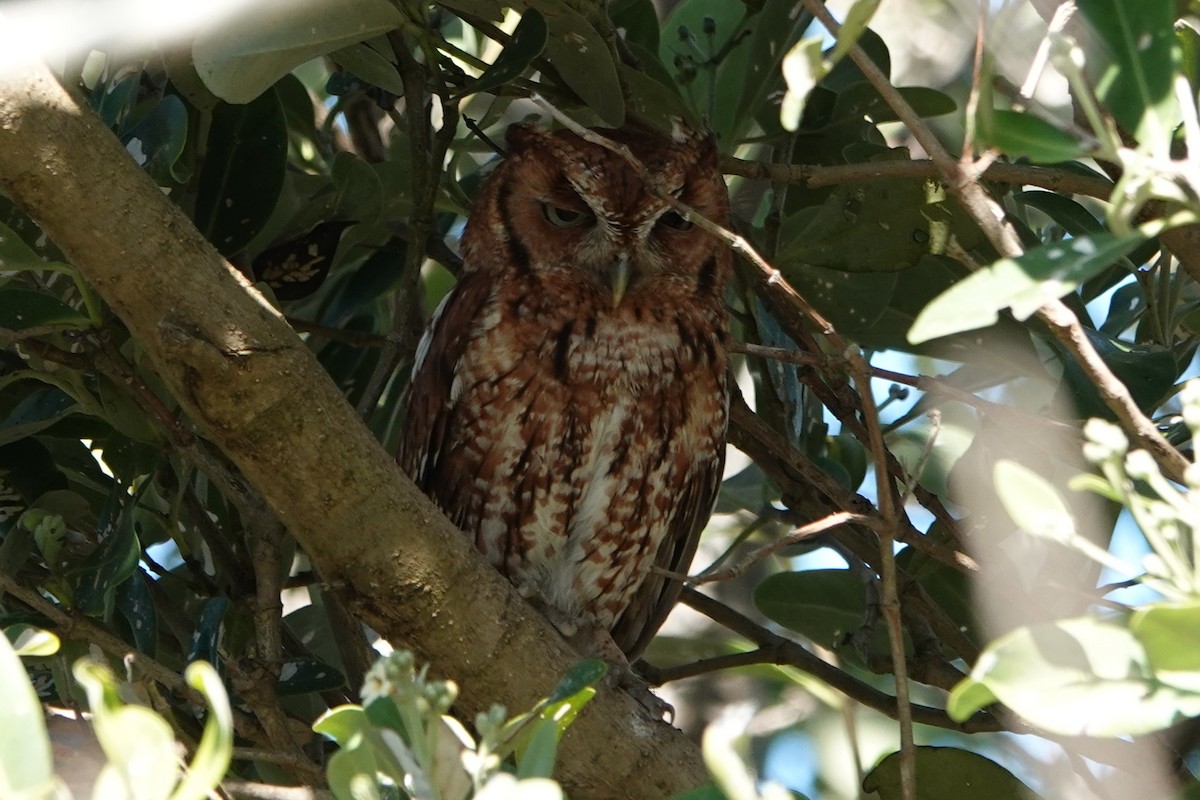 Eastern Screech-Owl - Gisele Russano