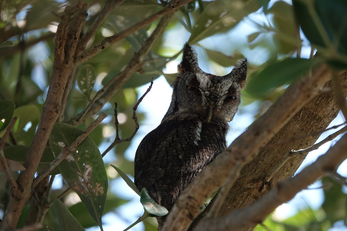 Eastern Screech-Owl - Gisele Russano