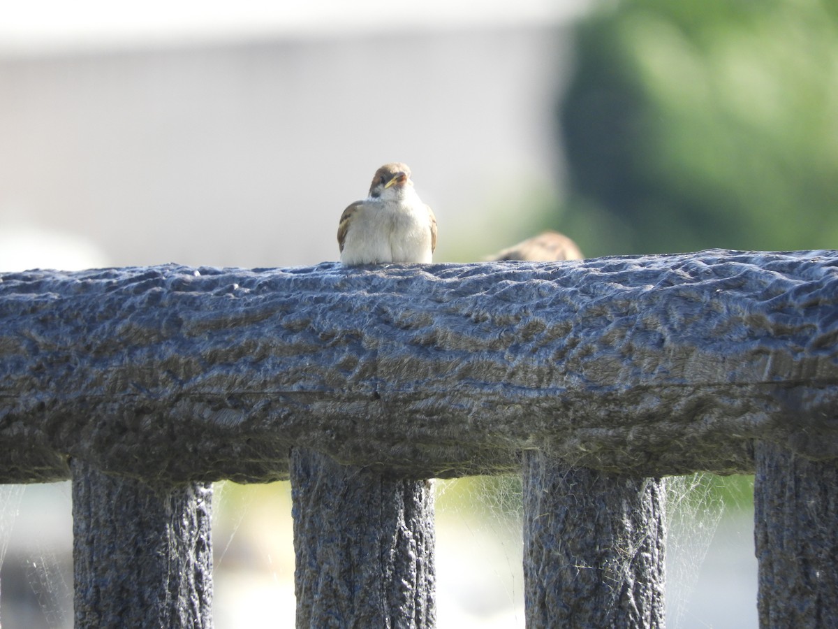 Eurasian Tree Sparrow - Yutaka Ishizu