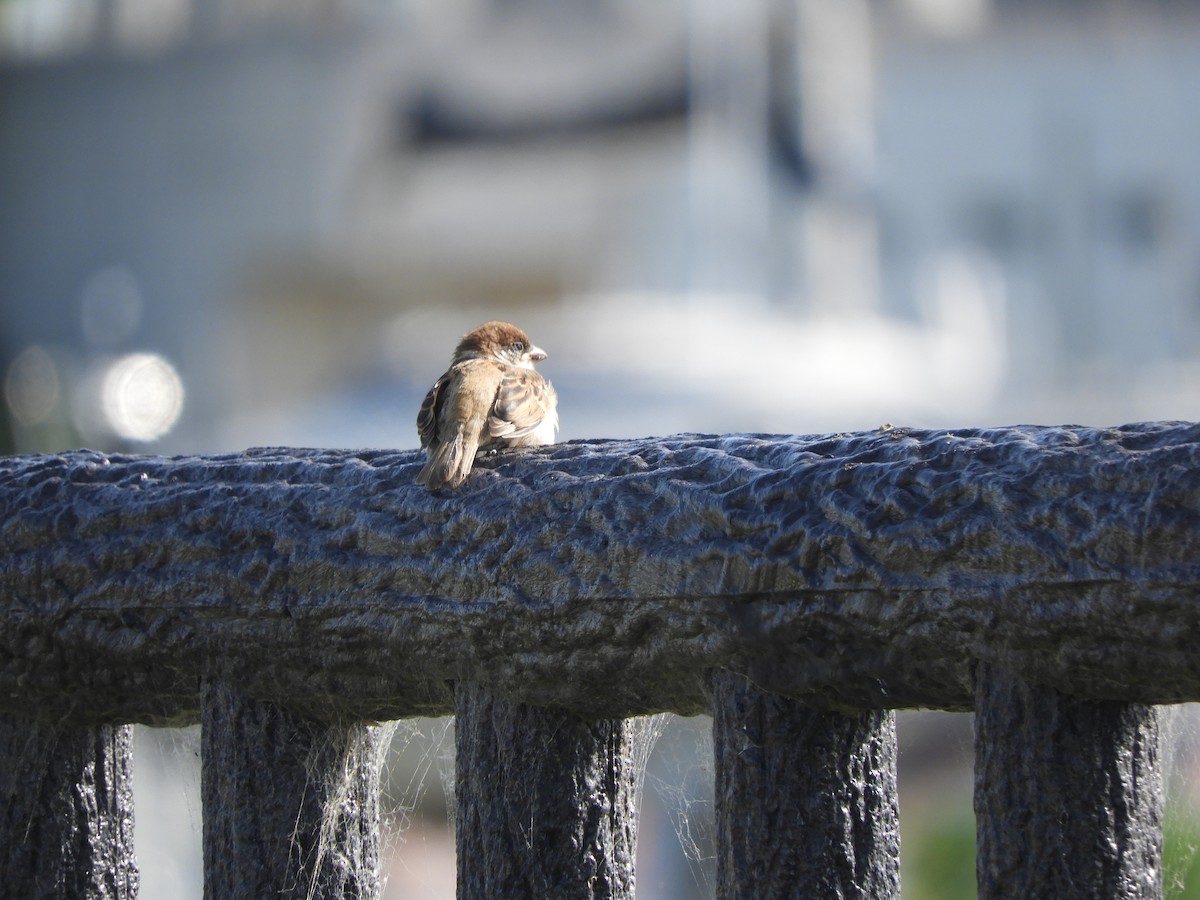 Eurasian Tree Sparrow - Yutaka Ishizu