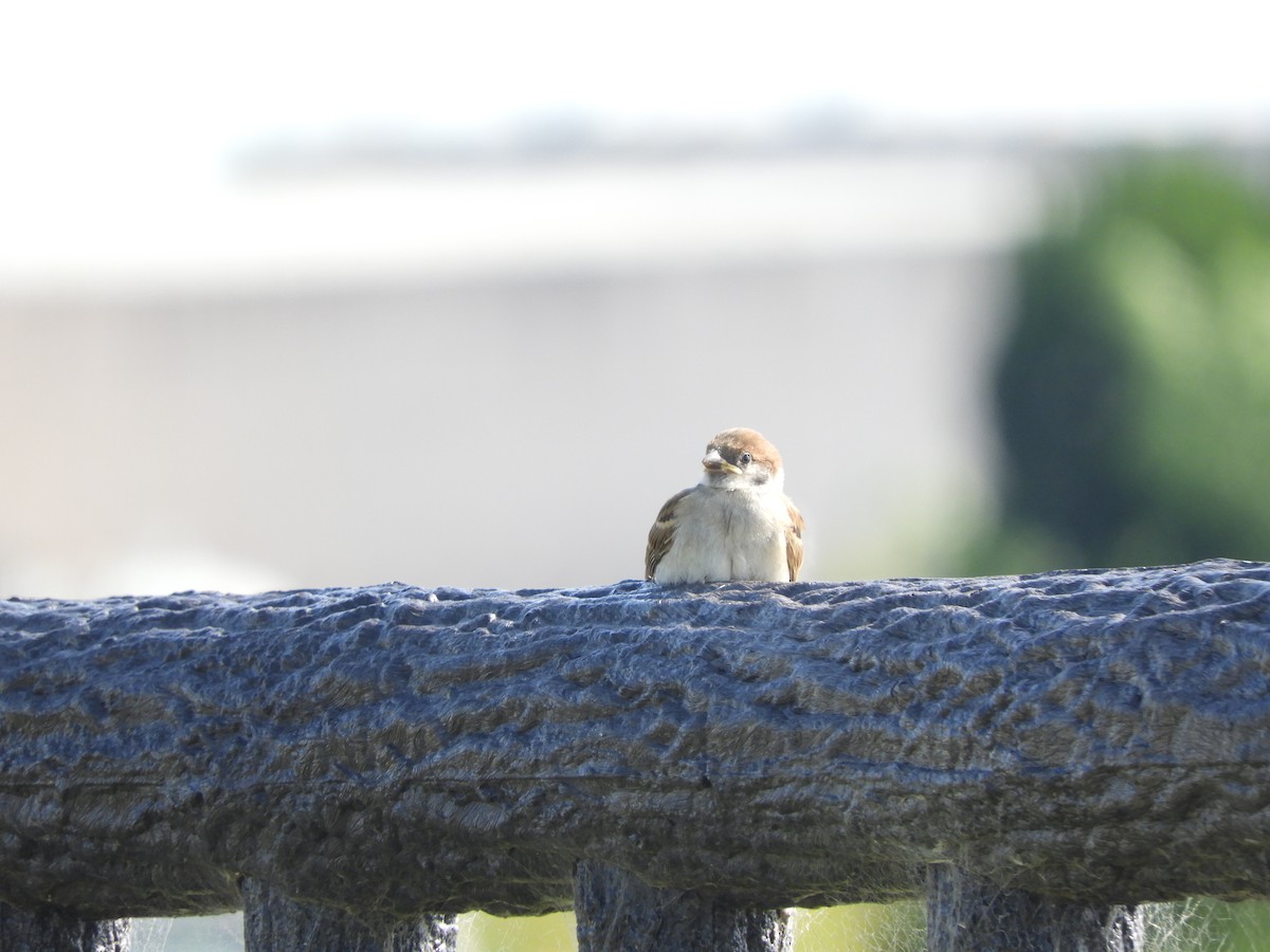 Eurasian Tree Sparrow - Yutaka Ishizu