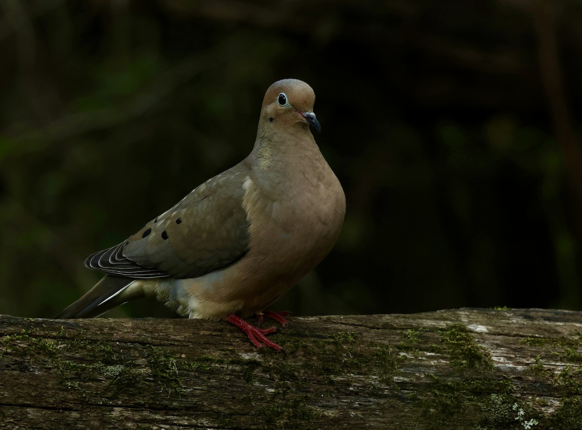 Mourning Dove - Grace Simms  🐦‍⬛