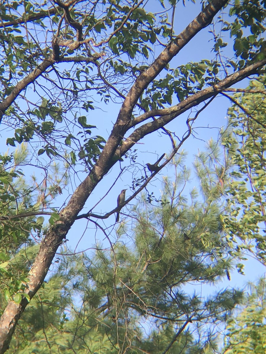 Black-billed Cuckoo - ML619510875