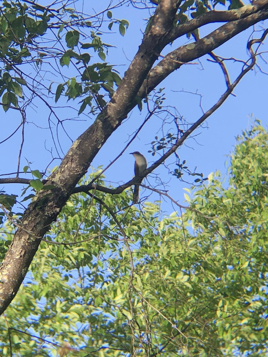 Black-billed Cuckoo - Ben Whittington