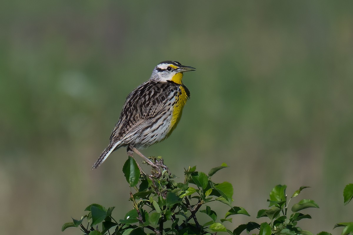 Eastern Meadowlark - Rob  Henderson