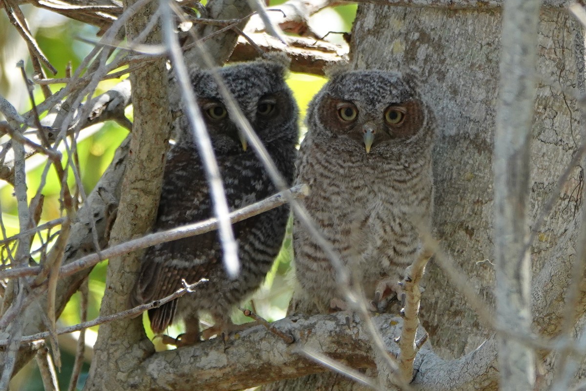 Eastern Screech-Owl - Gisele Russano