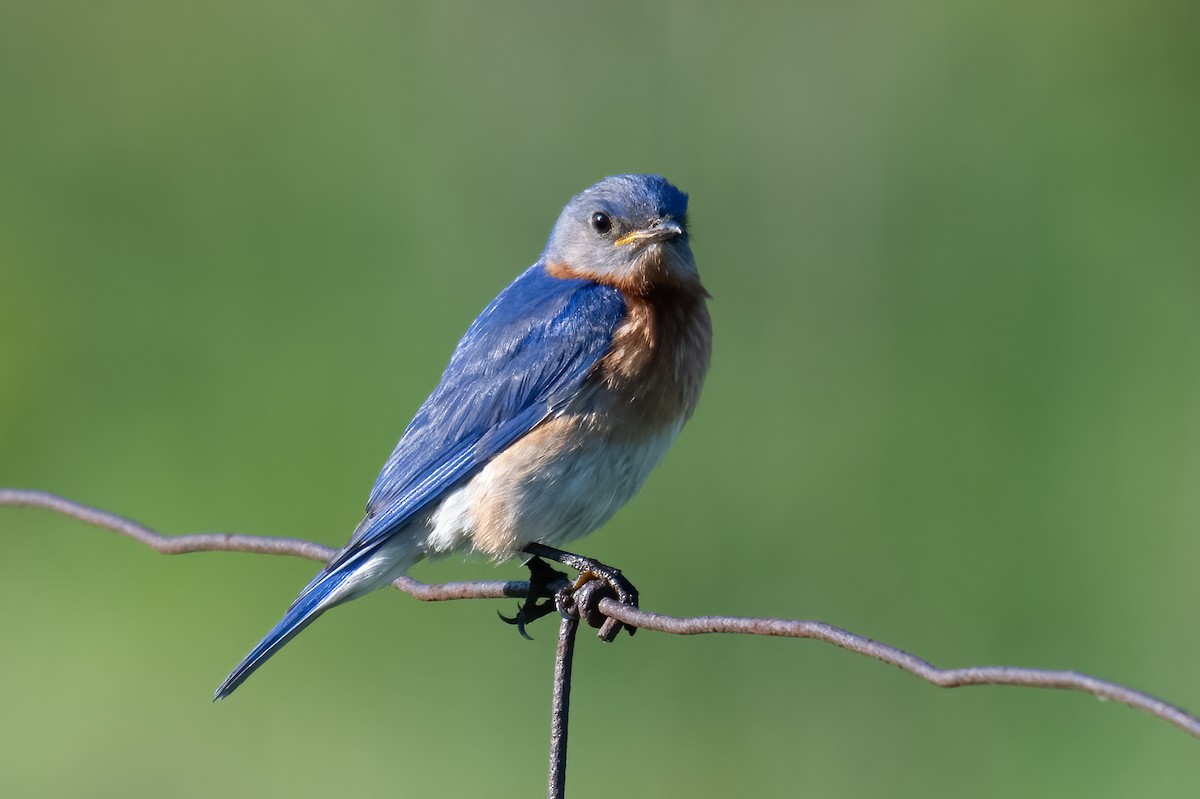 Eastern Bluebird - Rob  Henderson