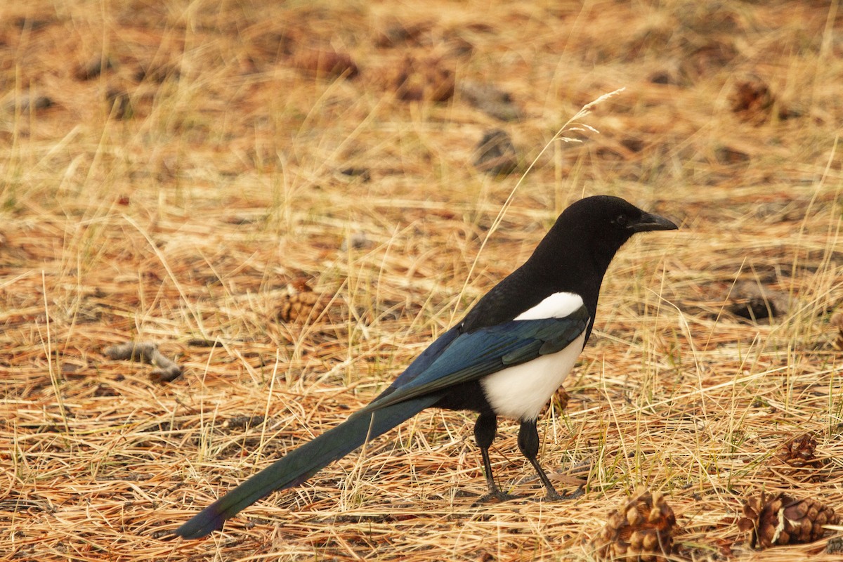 Black-billed Magpie - Andres Leon-Reyes