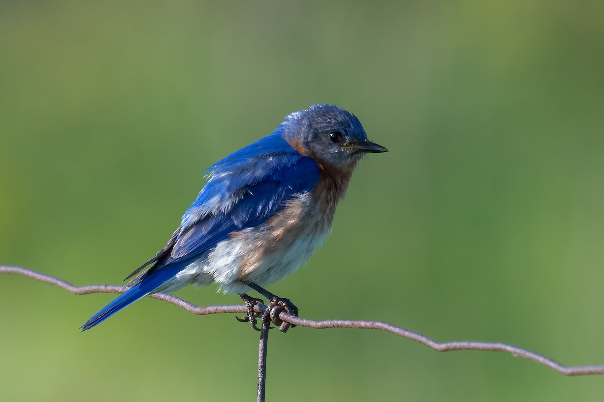 Eastern Bluebird - Rob  Henderson