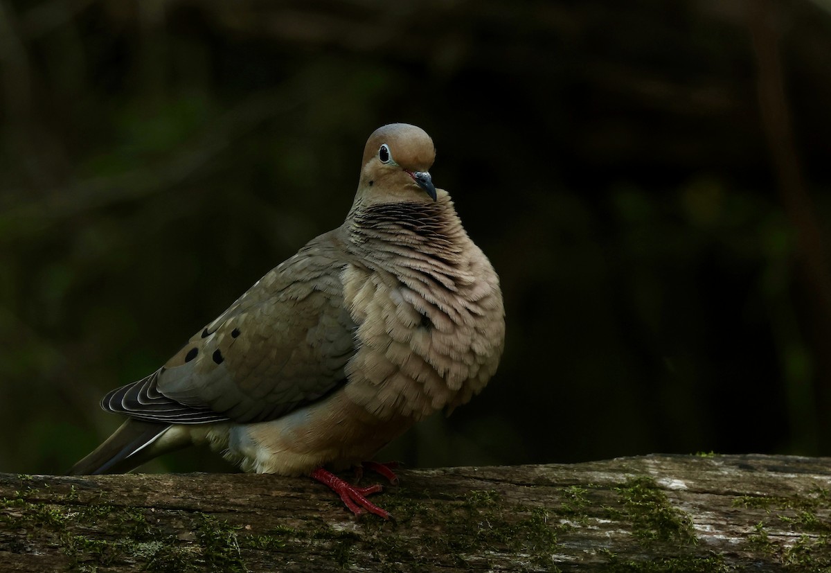 Mourning Dove - Grace Simms  🐦‍⬛