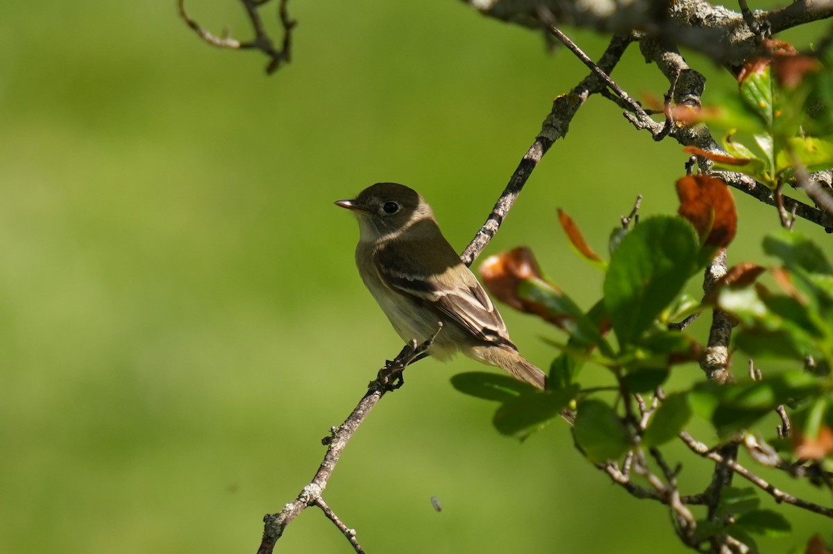 Least Flycatcher - Daniel Truax