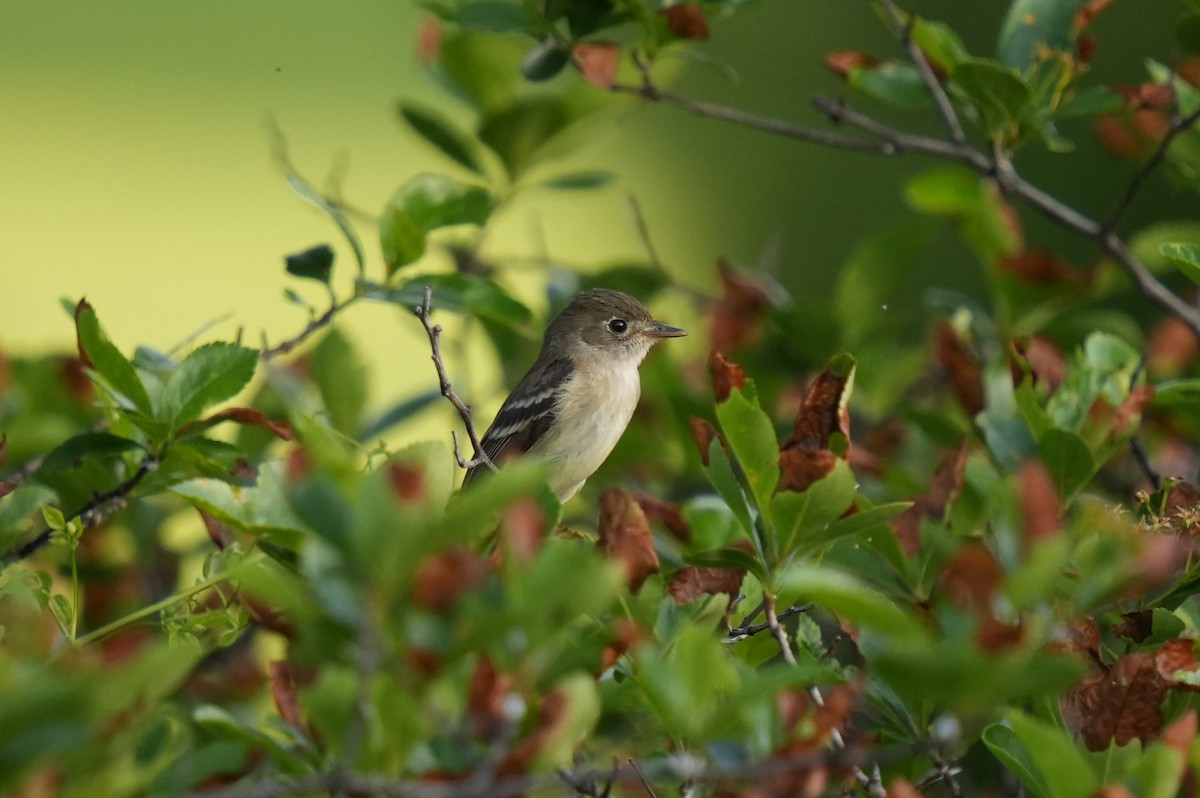 Least Flycatcher - Daniel Truax