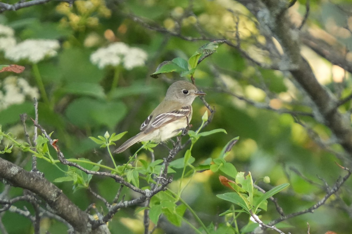 Least Flycatcher - Daniel Truax