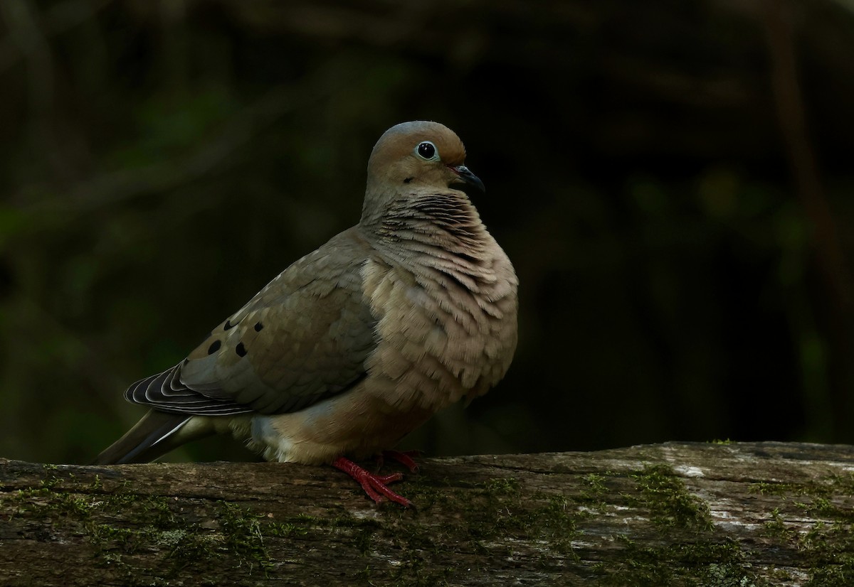 Mourning Dove - Grace Simms  🐦‍⬛