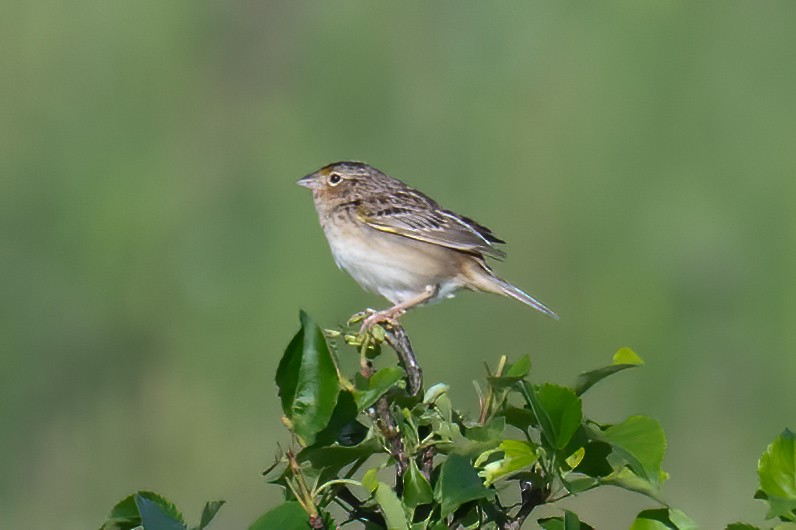 Grasshopper Sparrow - Rob  Henderson