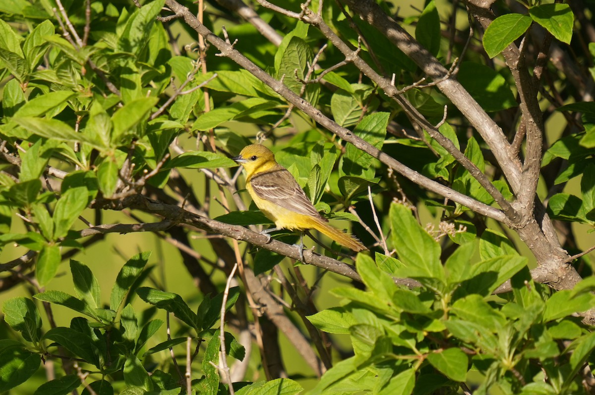 Orchard Oriole - Daniel Truax