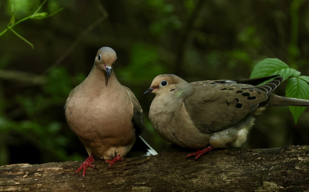 Mourning Dove - Grace Simms  🐦‍⬛