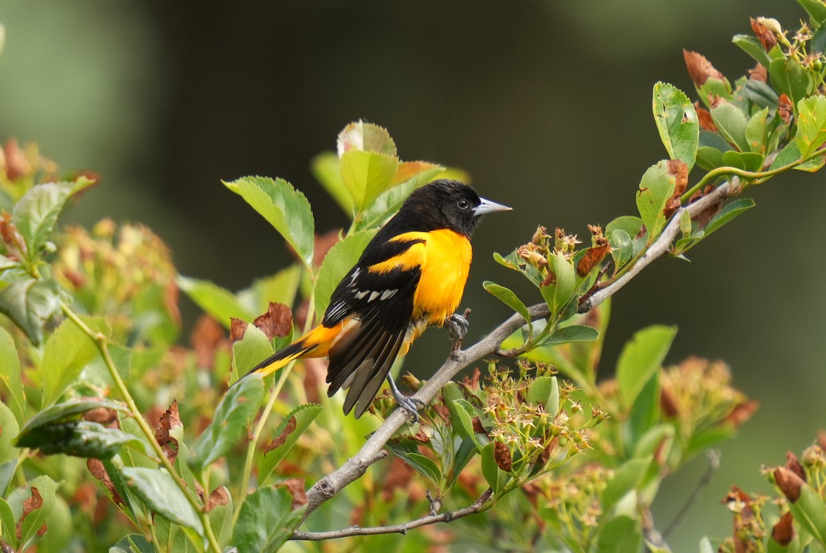 Baltimore Oriole - Daniel Truax