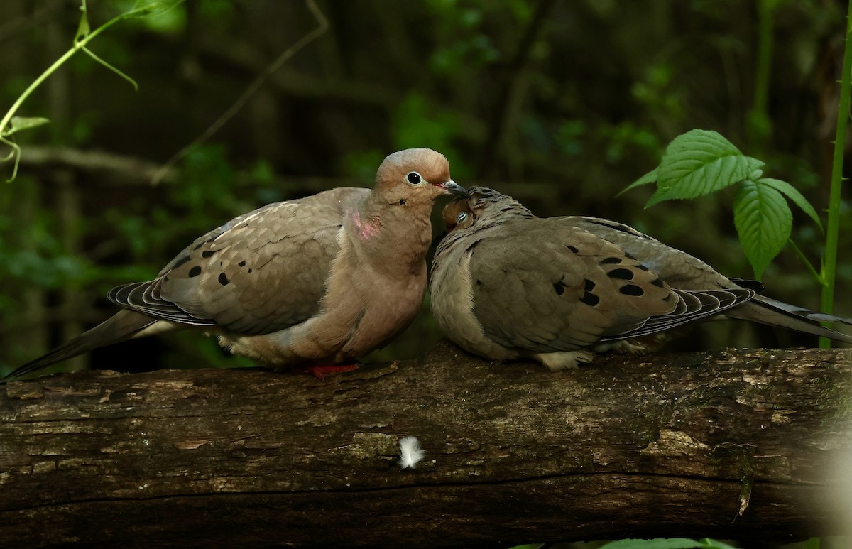 Mourning Dove - Grace Simms  🐦‍⬛