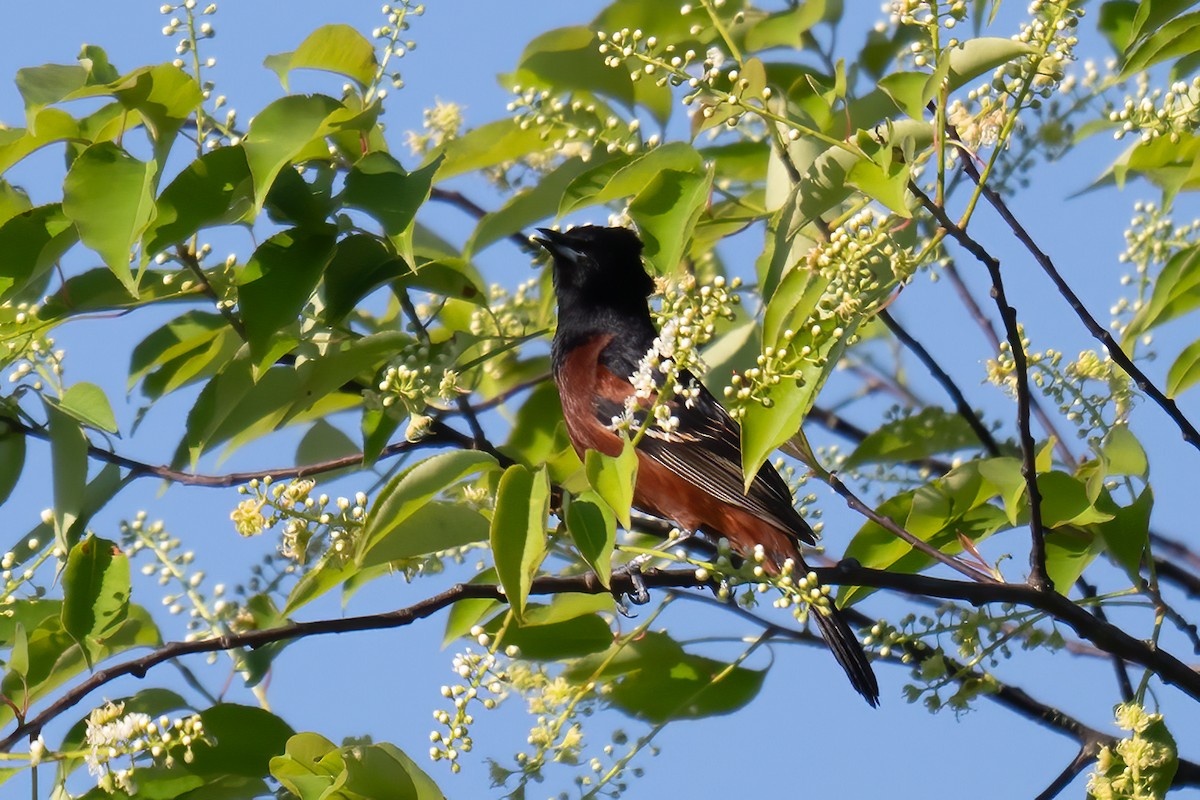 Orchard Oriole - Rob  Henderson