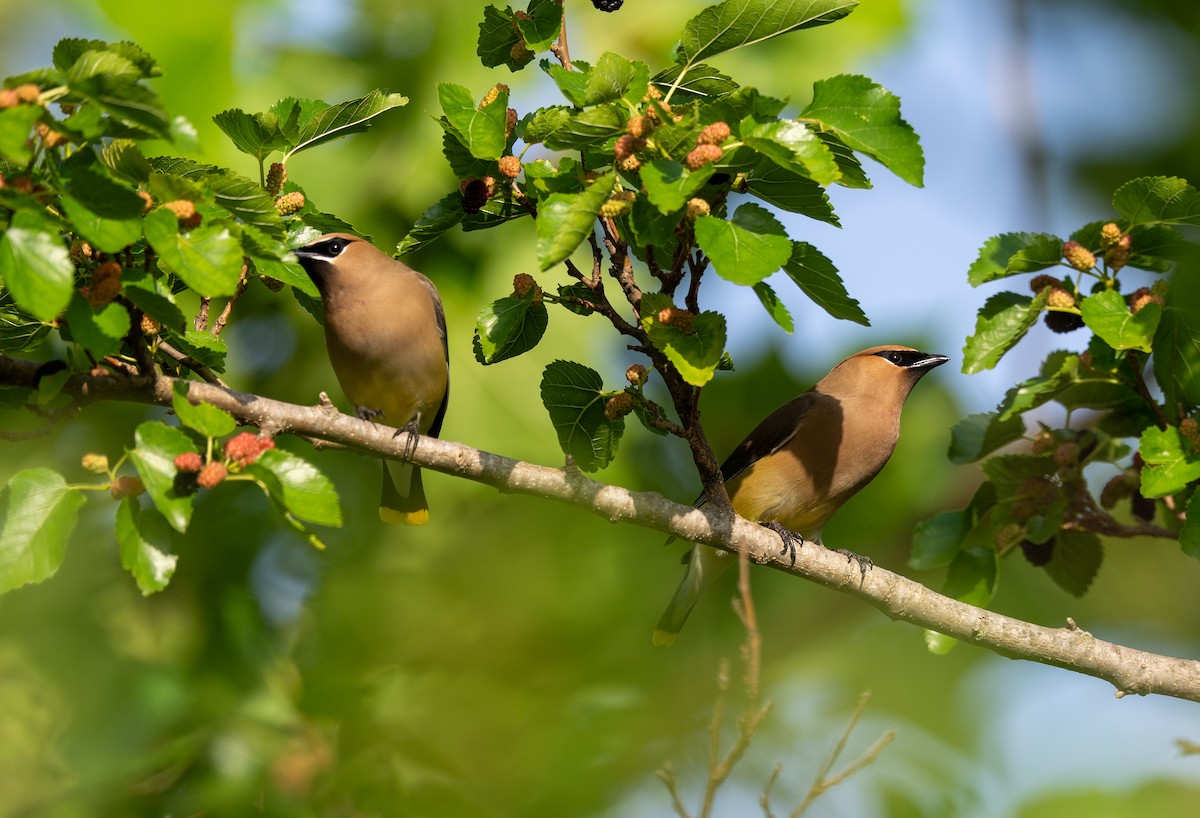 Cedar Waxwing - Scott Murphy