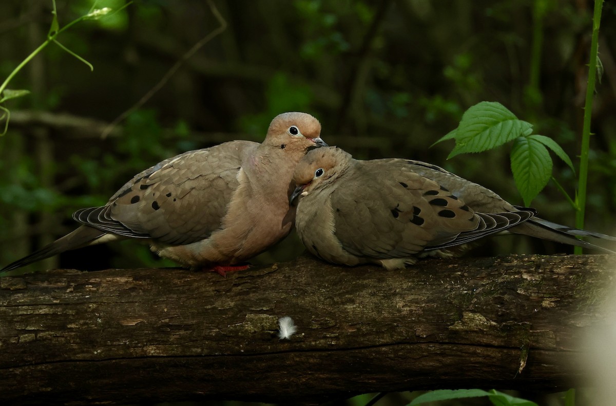 Mourning Dove - Grace Simms  🐦‍⬛