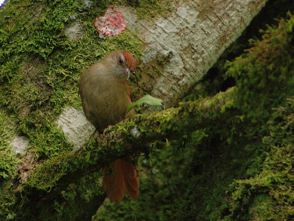 Ash-browed Spinetail - carlos riaga