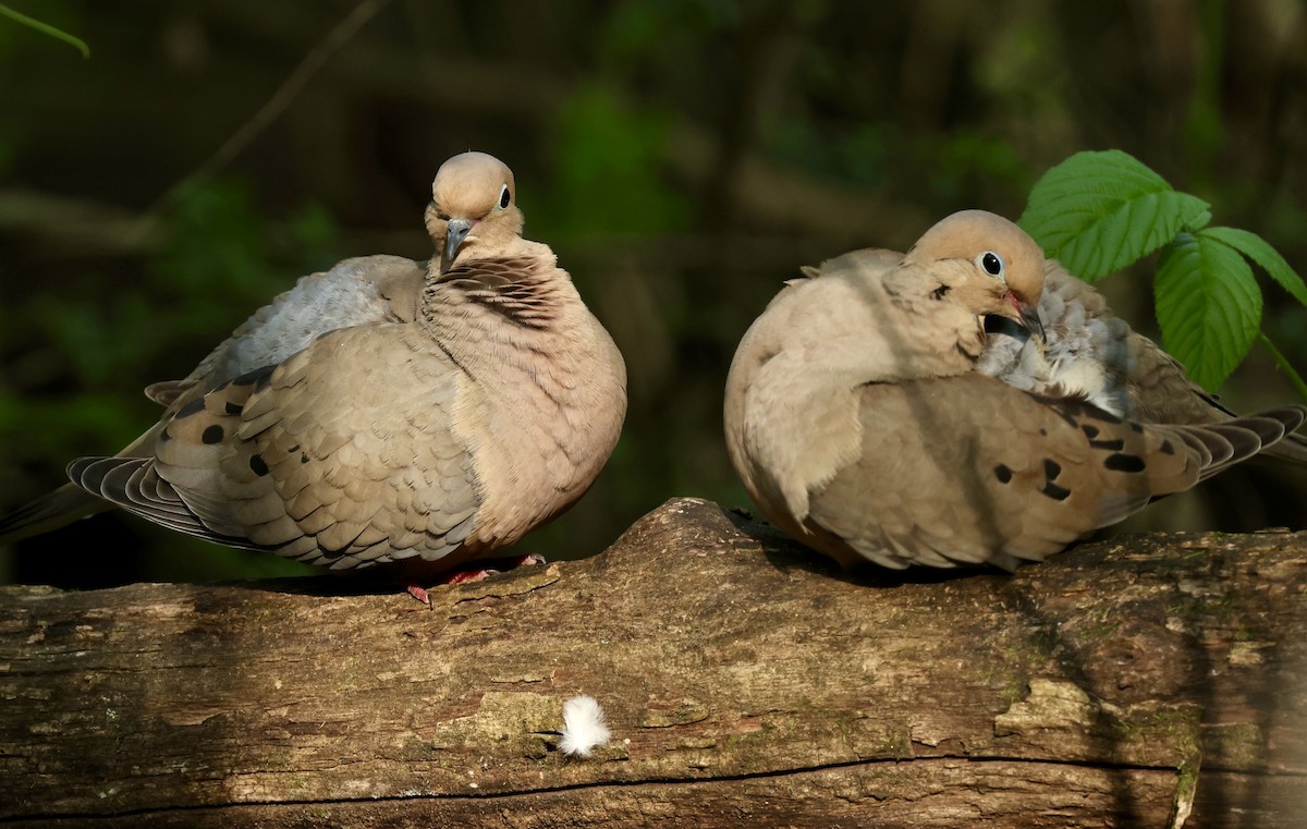 Mourning Dove - Grace Simms  🐦‍⬛