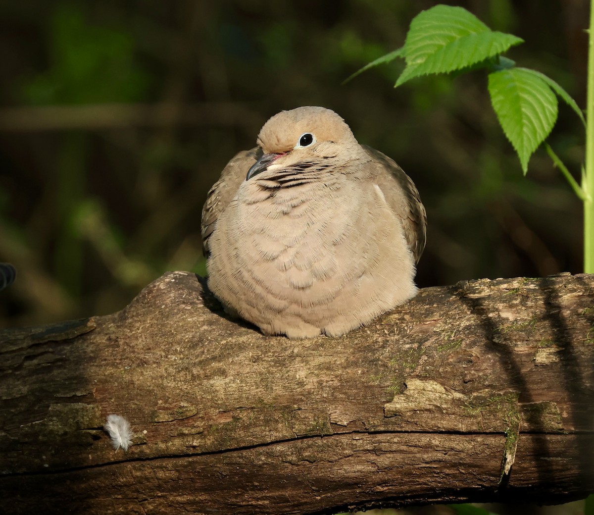 Mourning Dove - Grace Simms  🐦‍⬛