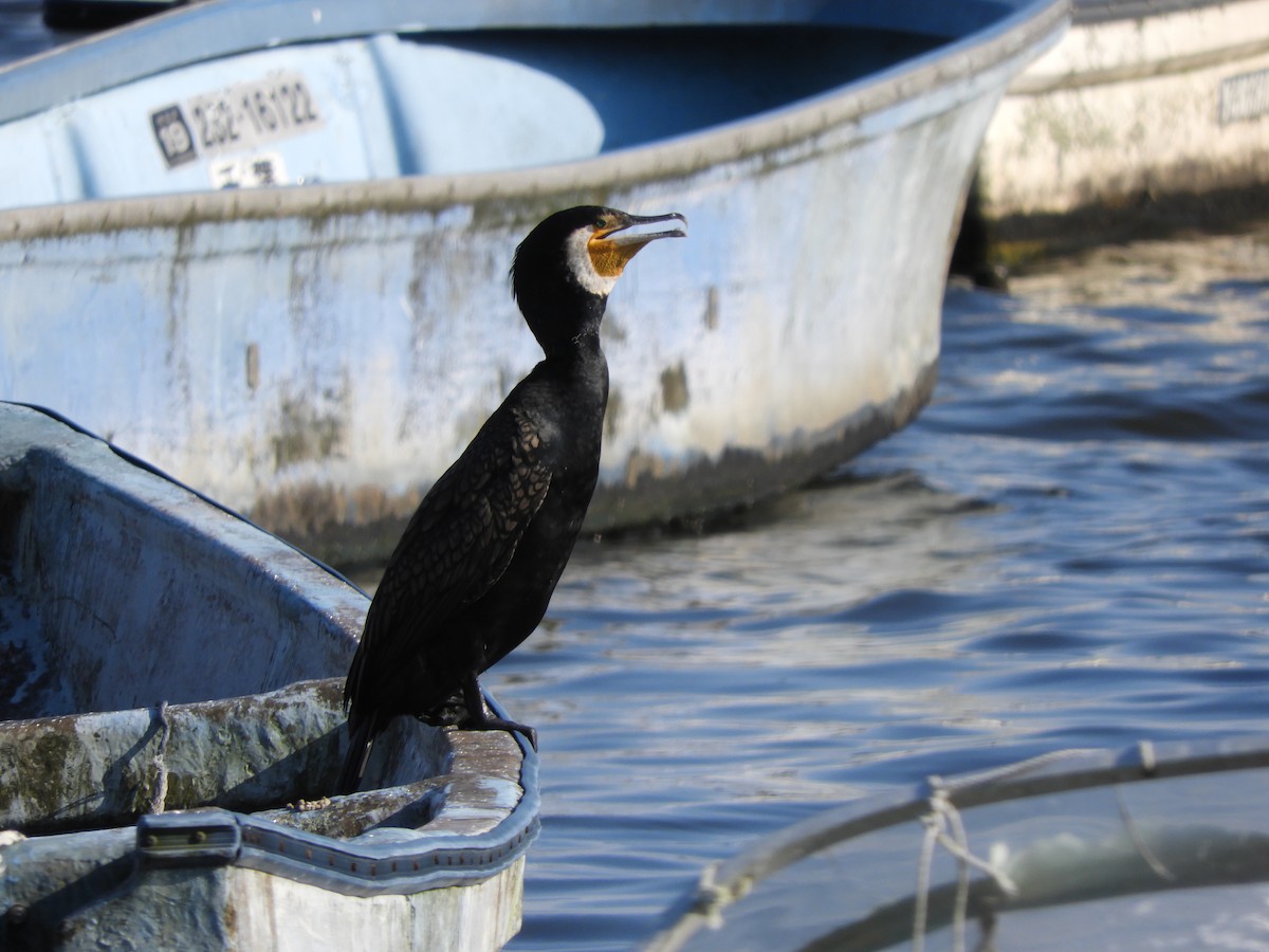 Great Cormorant - Yutaka Ishizu