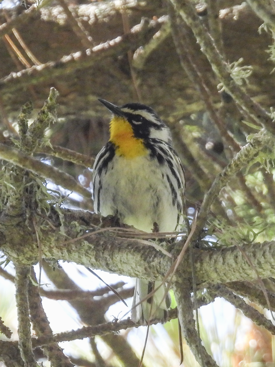 Yellow-throated Warbler - Jeanette Stone
